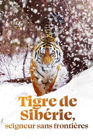 Tigre de Sibérie, seigneur sans frontières poster