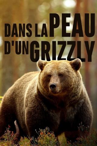 Grizzlys hautnah poster