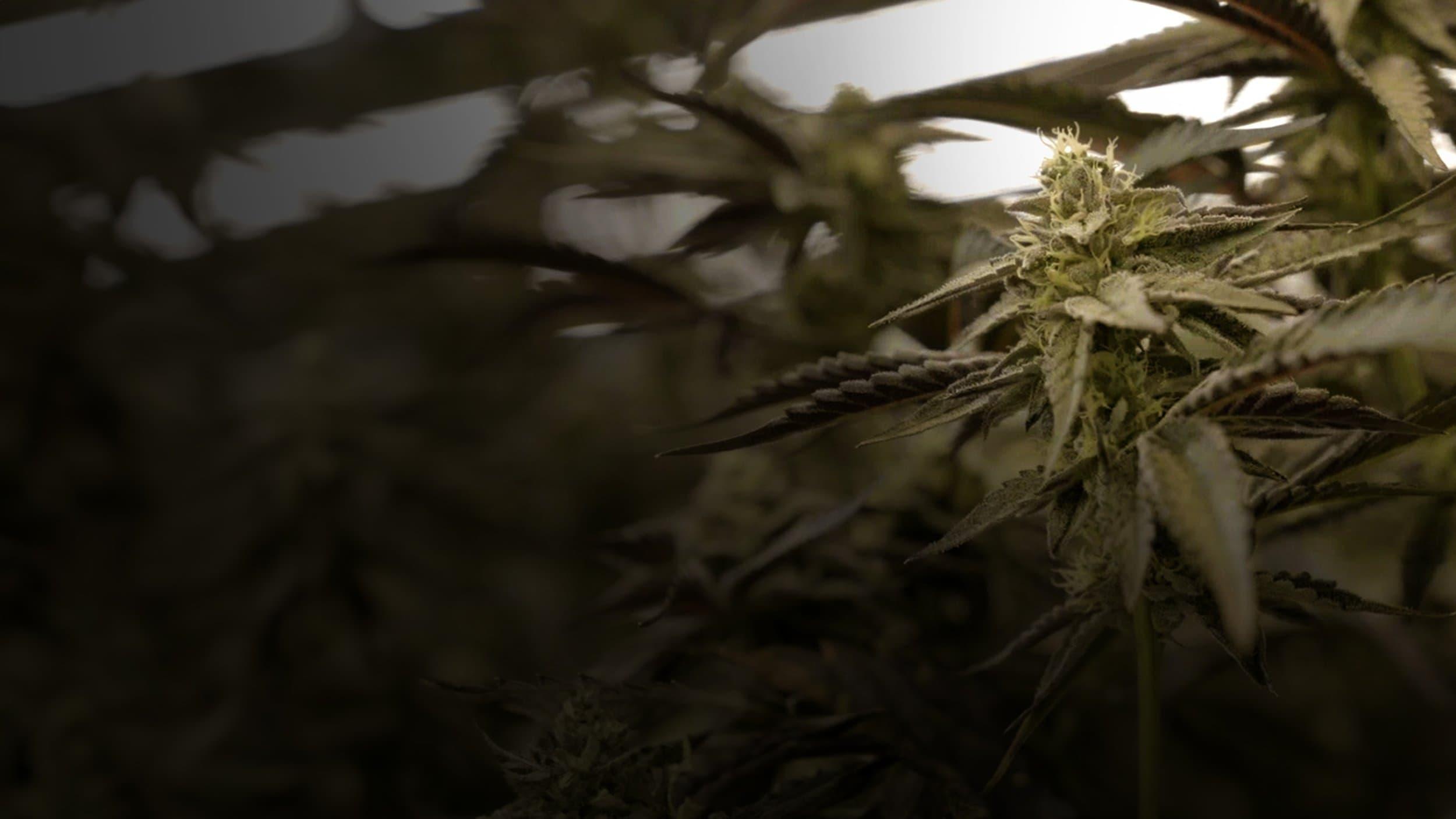 Cannabis : Une enquête de Mathieu Kassovitz et Antoine Robin backdrop