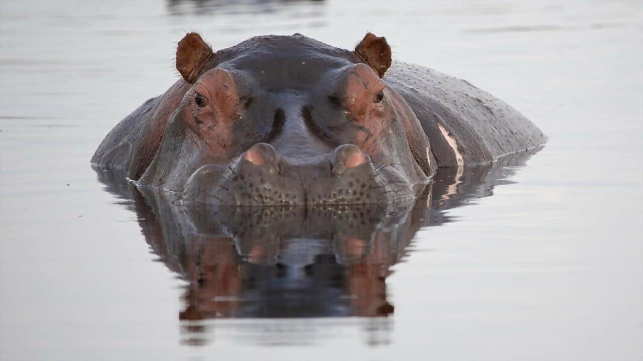 Hippos: Africa's River Giants backdrop