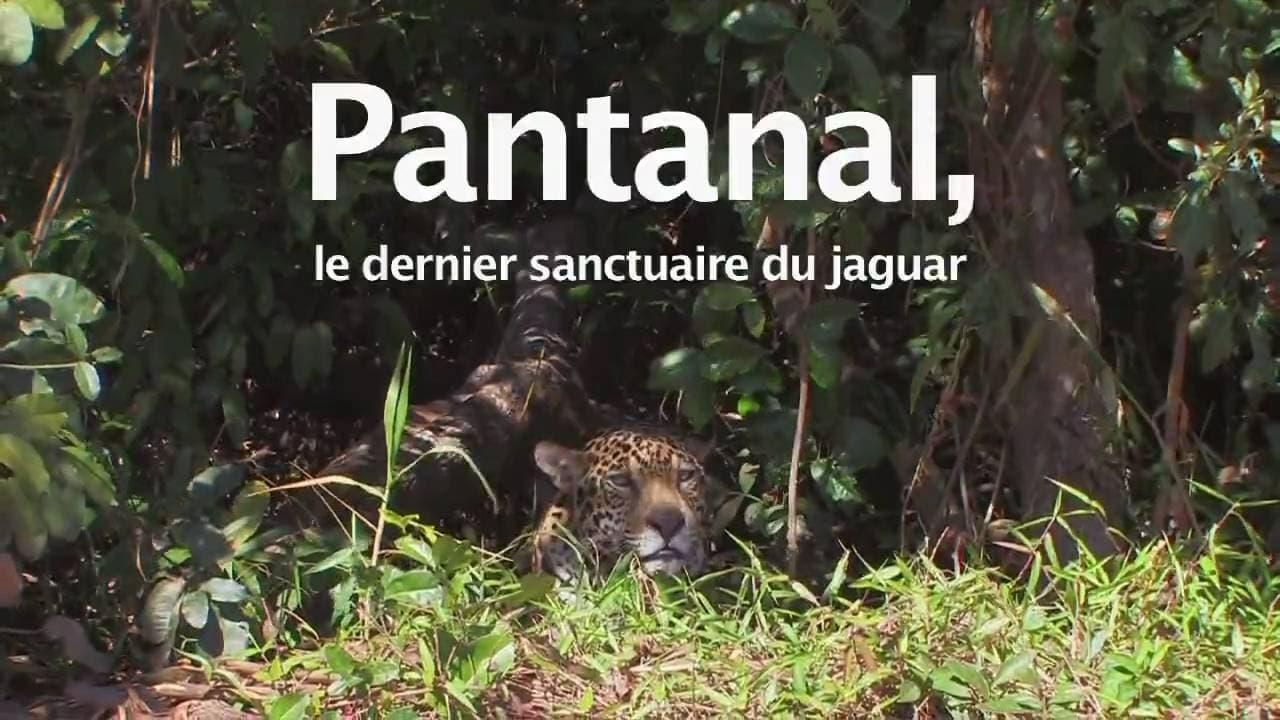 Pantanal, le dernier sanctuaire du jaguar backdrop