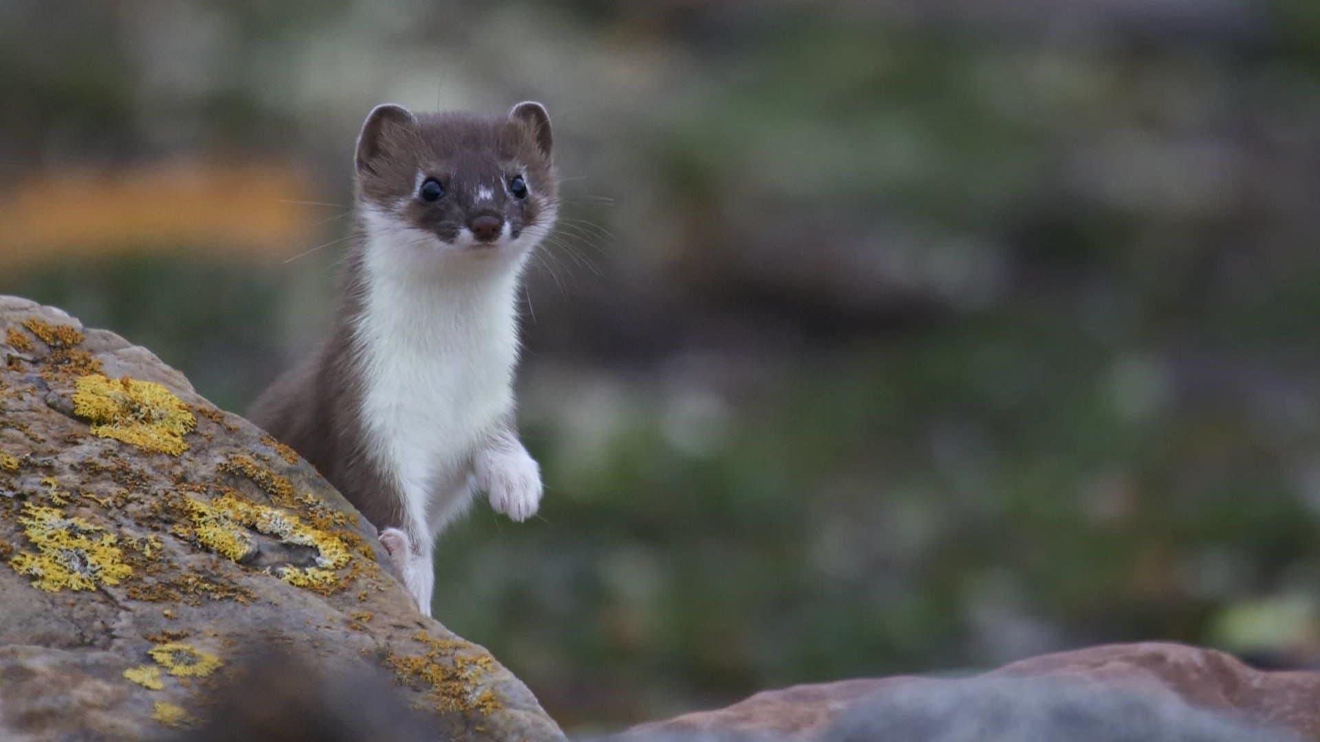 Weasels: Feisty and Fearless backdrop