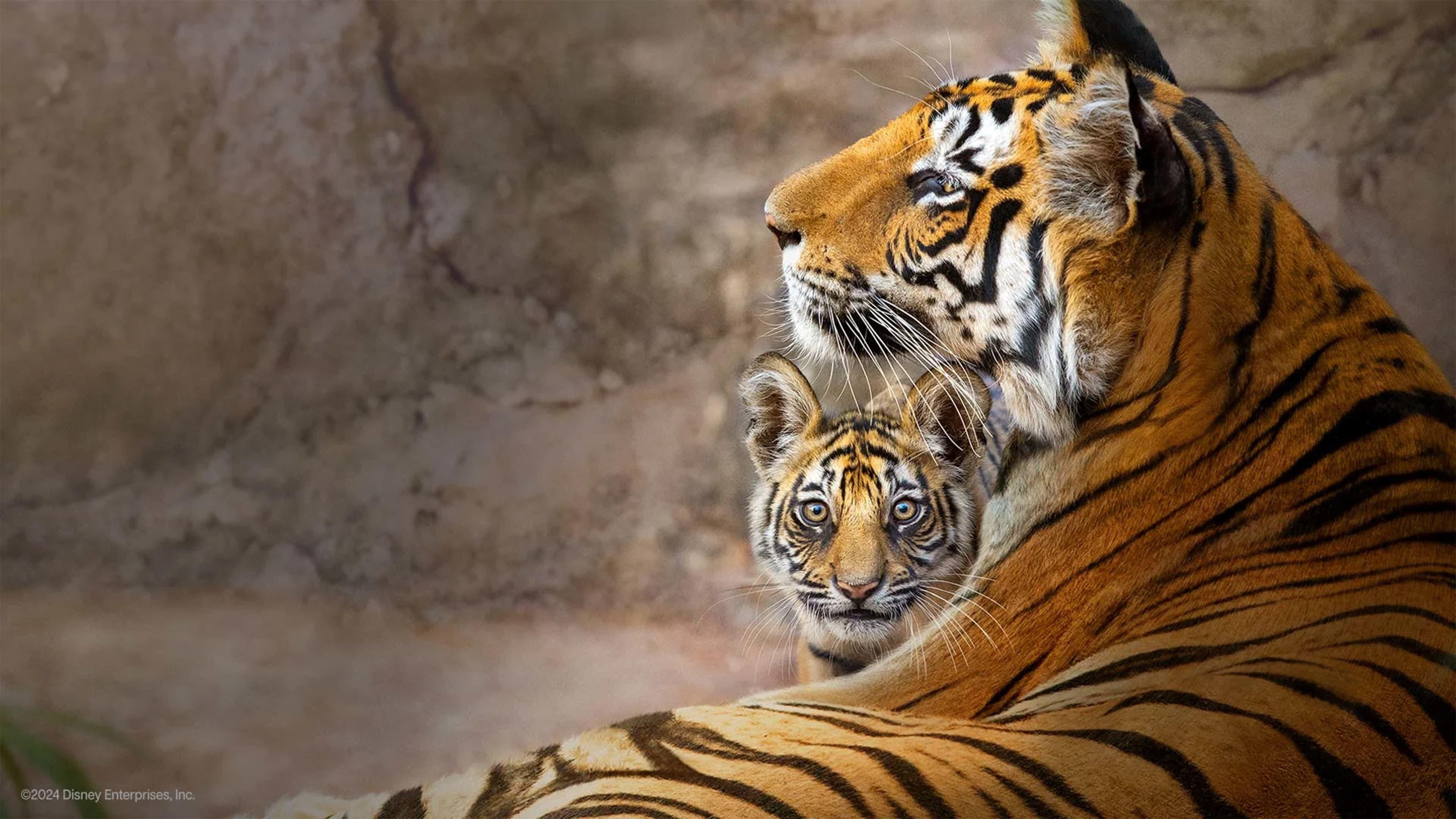 Tiger backdrop