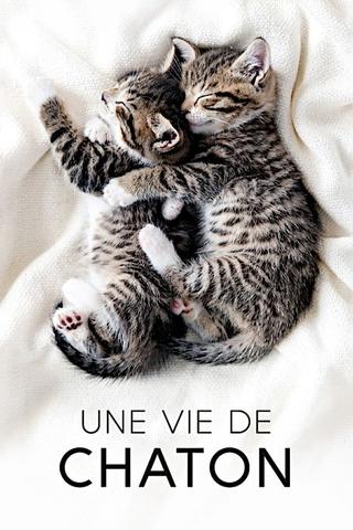 The Secret Life of Kittens poster